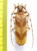 Oplatocera sp.  China, Guangxi prov. - INSECTS-STORE.RU