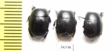 Histeridae sp.  South Africa Rep. - INSECTS-STORE.RU