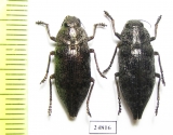 Dicerca aenea  Russia, Ryazan' reg. - INSECTS-STORE.RU