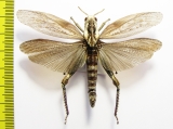 Orthoptera sp.  South Africa Rep. - INSECTS-STORE.RU