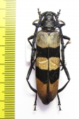 Huedepohliana constanzae  Malaysia - INSECTS-STORE.RU