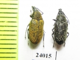 Mycteridae, Mycterus curculionoides  Turkey - INSECTS-STORE.RU