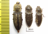 Elateridae sp.  Indonesia, Papua - INSECTS-STORE.RU