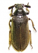 Dascillidae, Rhipiceridae - INSECTS-STORE.RU