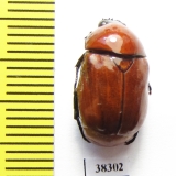 Parastasia sp.  Indonesia, Papua - INSECTS-STORE.RU