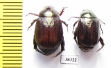 Rutelinae sp.  Indonesia, Papua - INSECTS-STORE.RU