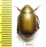 Rutelinae sp.  Indonesia, Papua - INSECTS-STORE.RU