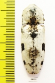 Elateridae sp.  Laos - INSECTS-STORE.RU