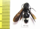 Mutillidae sp.  South Africa Rep. - INSECTS-STORE.RU