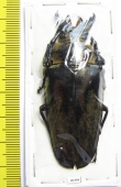 Trictenotomidae, Autocrates vitalisi?  Malaysia - INSECTS-STORE.RU