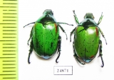 Rutelinae sp.  Myanmar - INSECTS-STORE.RU