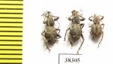 Curculionidae sp.  Indonesia, Papua - INSECTS-STORE.RU