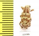 Curculionidae sp.  Pakistan - INSECTS-STORE.RU