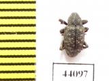 Curculionidae sp.  Pakistan - INSECTS-STORE.RU
