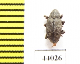 Curculionidae sp.  Pakistan - INSECTS-STORE.RU