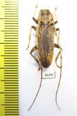 Acalolepta sp.  Indonesia, Papua - INSECTS-STORE.RU