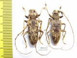 Acalolepta sp.  Indonesia, Papua - INSECTS-STORE.RU