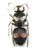 Mutillidae, Tiphiidae - INSECTS-STORE.RU