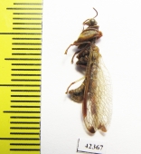 Mantispidae sp.  South Africa Rep. - INSECTS-STORE.RU