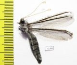 Ascalaphidae sp.  South Africa Rep. - INSECTS-STORE.RU