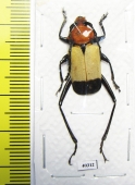Euryclelia cardinalis  Malaysia - INSECTS-STORE.RU