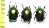 Rutelinae sp.  Myanmar - INSECTS-STORE.RU