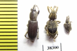 Curculionidae sp.  Ecuador - INSECTS-STORE.RU