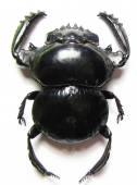 Scarabaeinae - INSECTS-STORE.RU