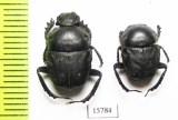 Gymnopleurus sp.  Namibia - INSECTS-STORE.RU