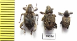 Curculionidae sp.  Ecuador - INSECTS-STORE.RU