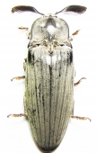 Elateridae - INSECTS-STORE.RU