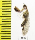 Mantispidae sp.  South Africa Rep. - INSECTS-STORE.RU