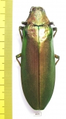 Megaloxantha concolor, female  Malaysia 70mm - INSECTS-STORE.RU