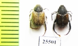 Hopliini sp.  South Africa Rep. - INSECTS-STORE.RU