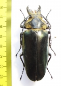 Trictenotomidae, Autocrates vitalisi  Vietnam - INSECTS-STORE.RU