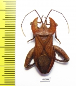 Hemiptera sp.  Malaysia - INSECTS-STORE.RU