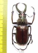 Sphaenognathus bellicosus  Colombia  52mm - INSECTS-STORE.RU