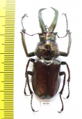 Sphaenognathus bellicosus  Colombia  49mm - INSECTS-STORE.RU