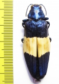 Chrysochroa castelnaudi  Malaysia - INSECTS-STORE.RU