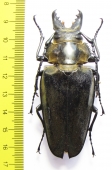 Trictenotomidae, Autocrates vitalisi  Vietnam - INSECTS-STORE.RU