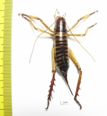 Hemideina crassidens  New Zealand - INSECTS-STORE.RU