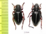 Dorcadion pedestre  Moldova - INSECTS-STORE.RU