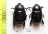 Pentodon ? persicus  Pakistan - INSECTS-STORE.RU