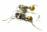 Formicidae sp.  Australia - INSECTS-STORE.RU