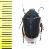 Atrichiana placida ssp.  South Africa Rep. - INSECTS-STORE.RU