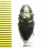 Buprestis rustica  Turkey, Rize prov. - INSECTS-STORE.RU
