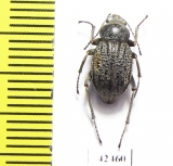 Lasiostola machnovskii  Tajikistan - INSECTS-STORE.RU