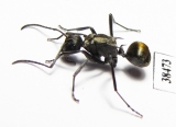 Formicidae sp.  Australia - INSECTS-STORE.RU