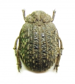 Trogidae, Glaresidae - INSECTS-STORE.RU