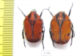 Atrichiana placida ssp.  South Africa Rep. - INSECTS-STORE.RU